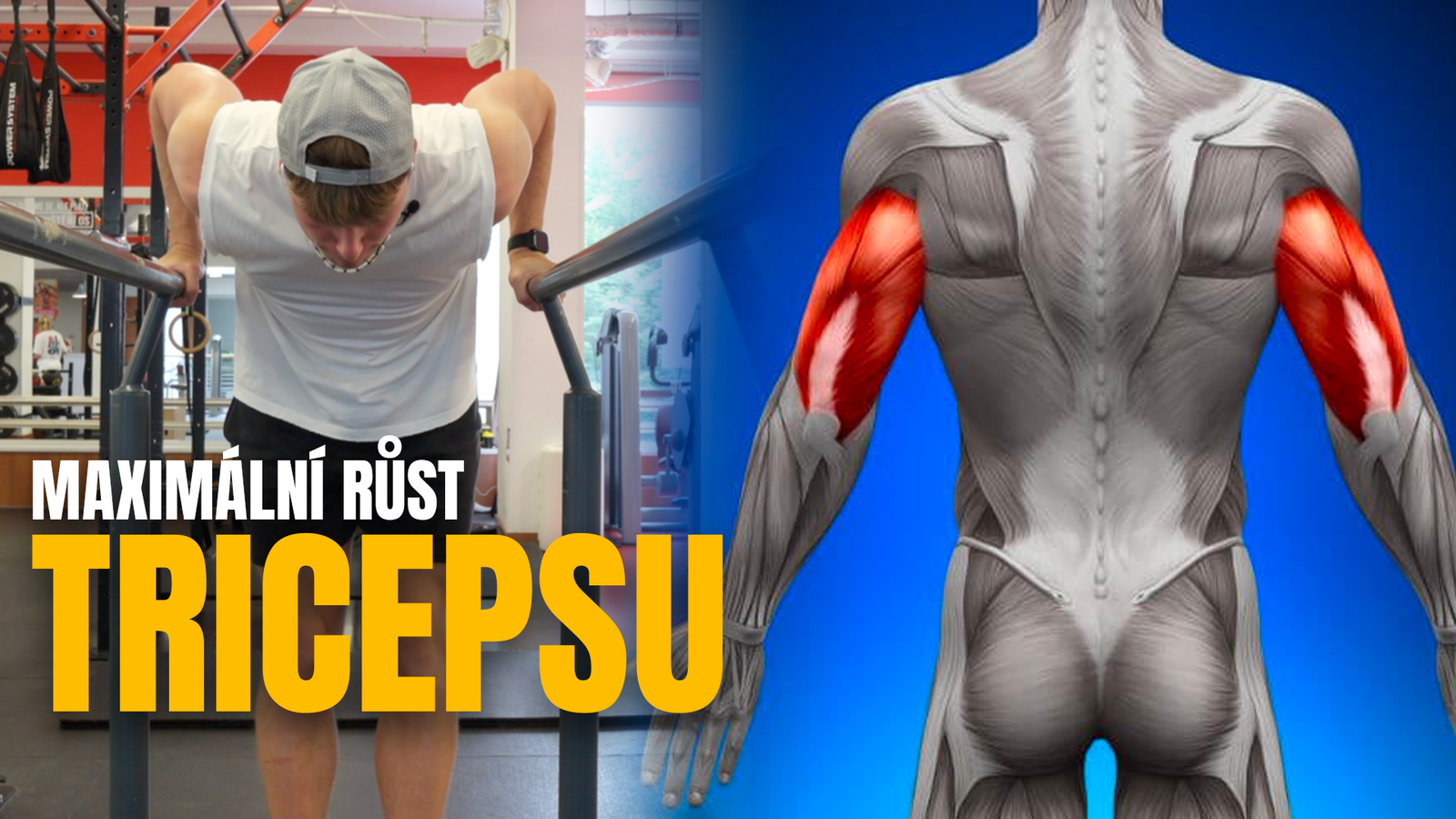 Muscle Loopy Loppy - Fitness a Lifestyle